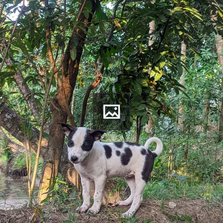 Puppy by the village pond