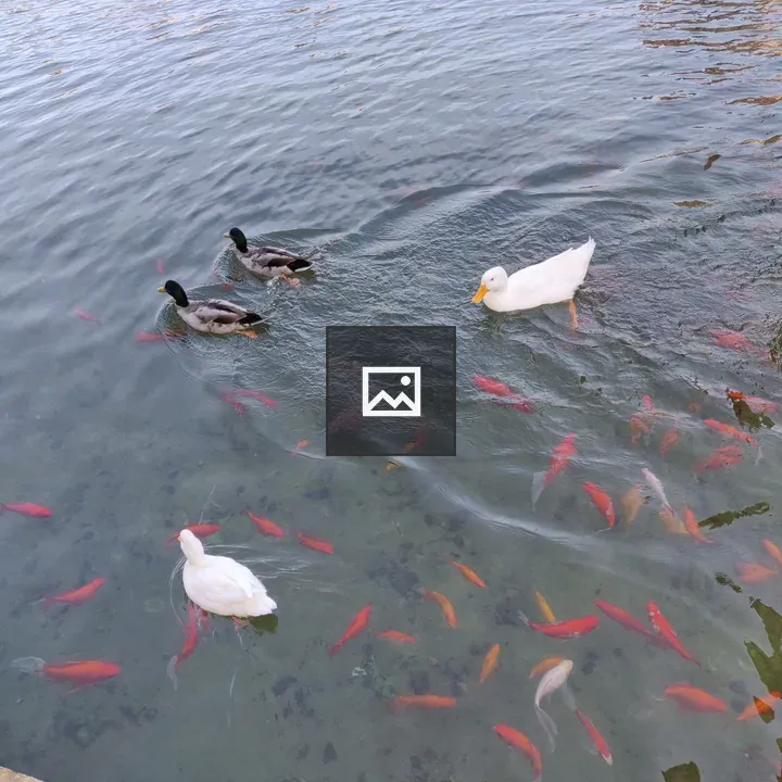 Ducks and Fish by the Lake