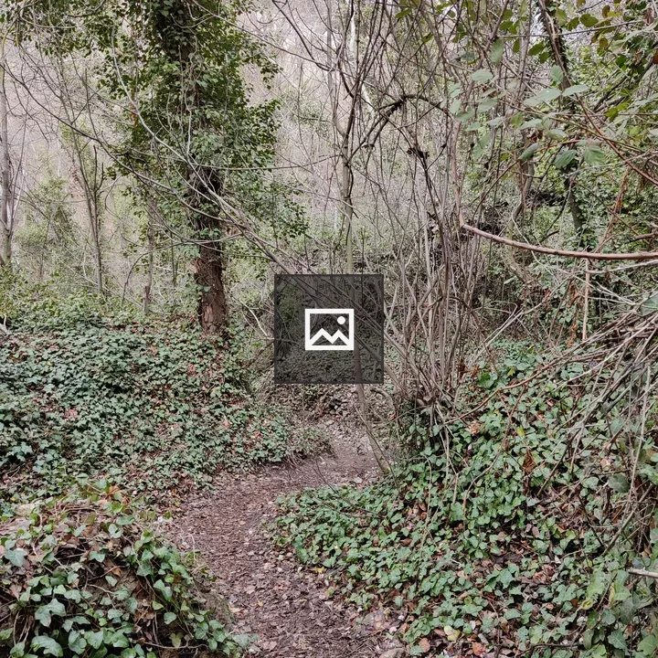 Path Through a Forest Understory