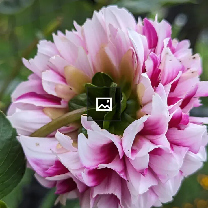 Back of a pink Dahlia flower