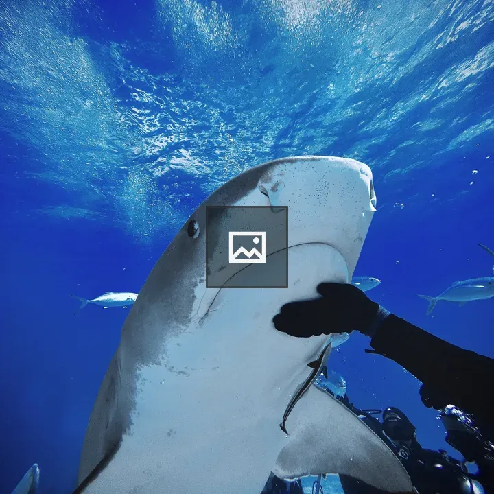 Diver and Tiger Shark at Tiger Beach