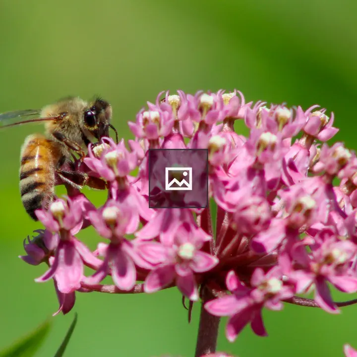 Honeybee on pink flower cluster