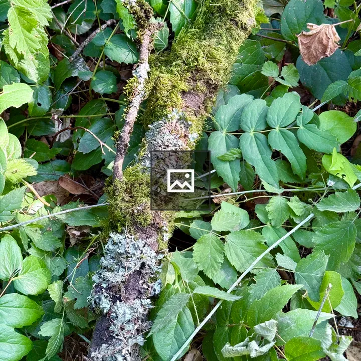 Mossy Branch Among Green Foliage