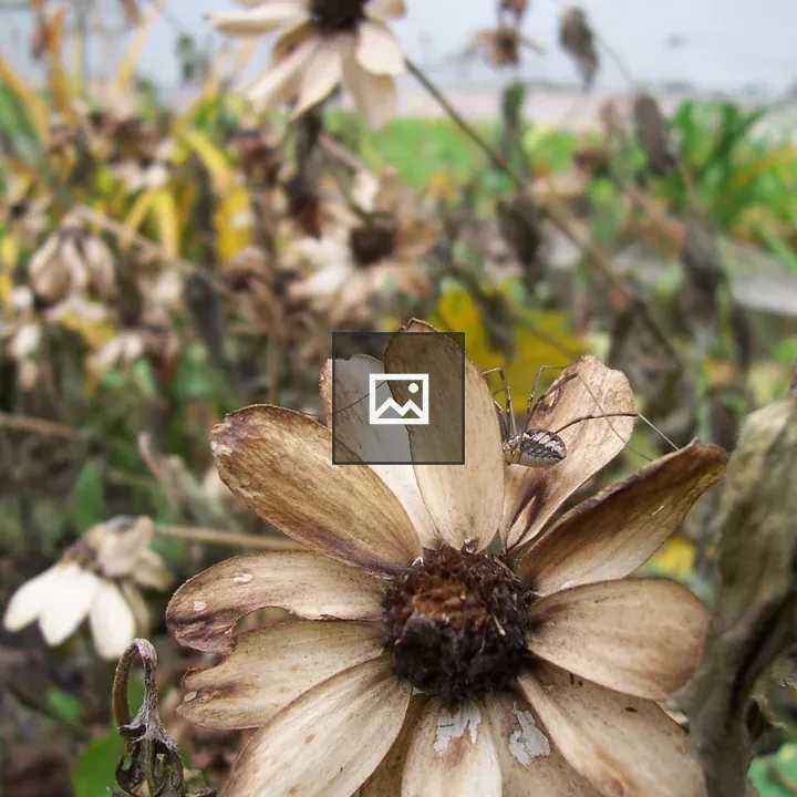 Daddy longlegs on faded cone flower