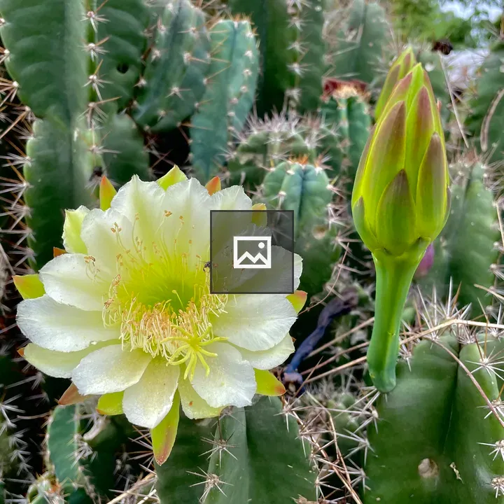 Cactus with Flower Buds