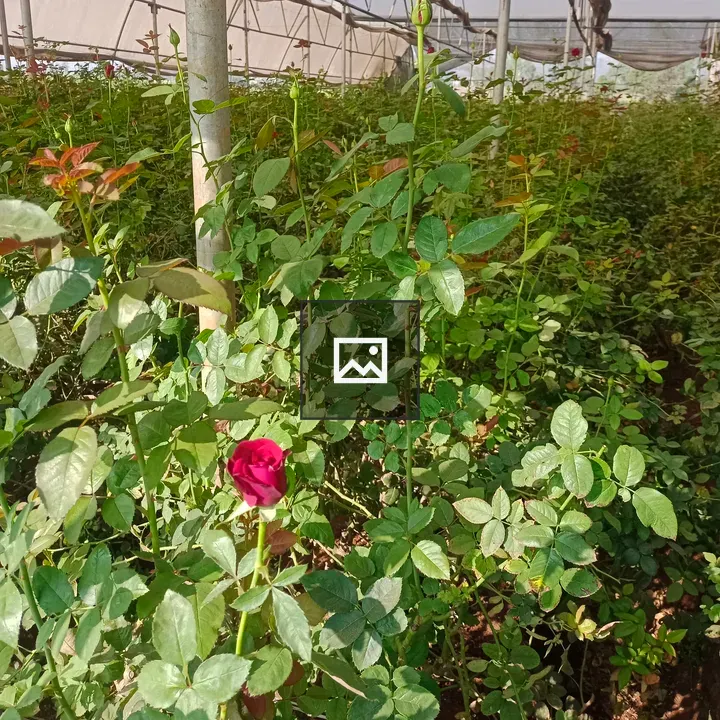 Rose Garden Bloom