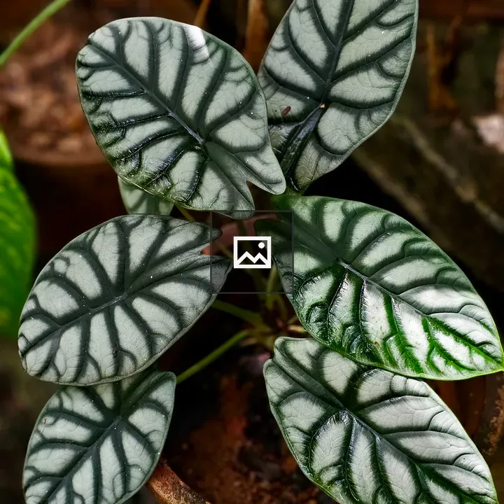 Potted plant with silver leaves
