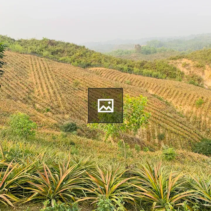 Terraced hillside with crops