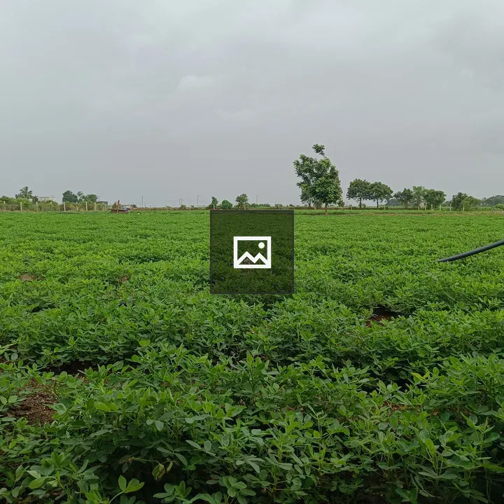 Green peanut field under clouds