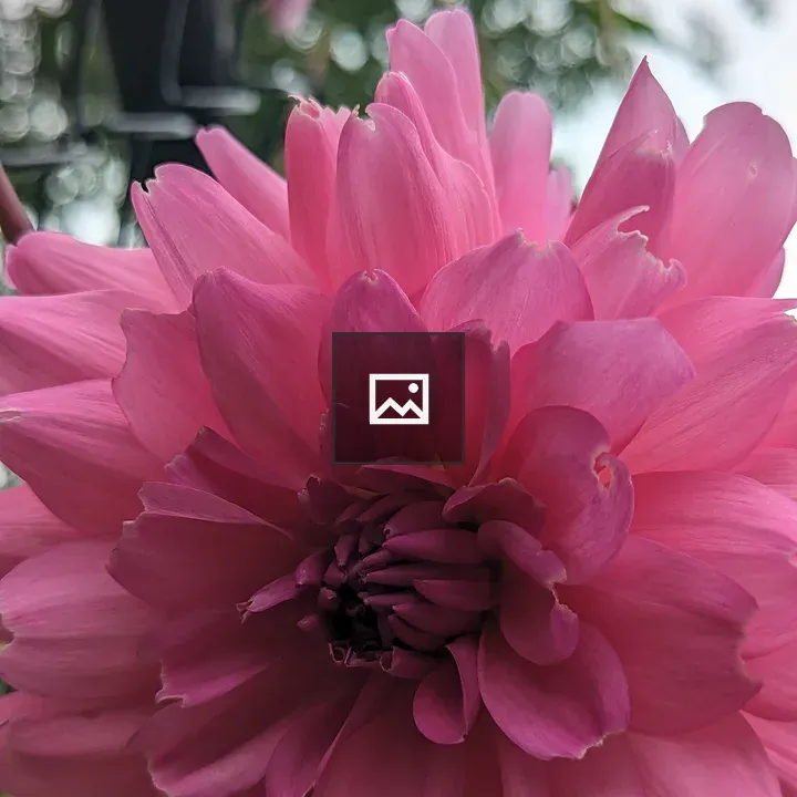 Light pink flower close up