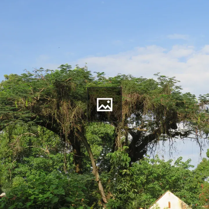 Large leafy tree with vines