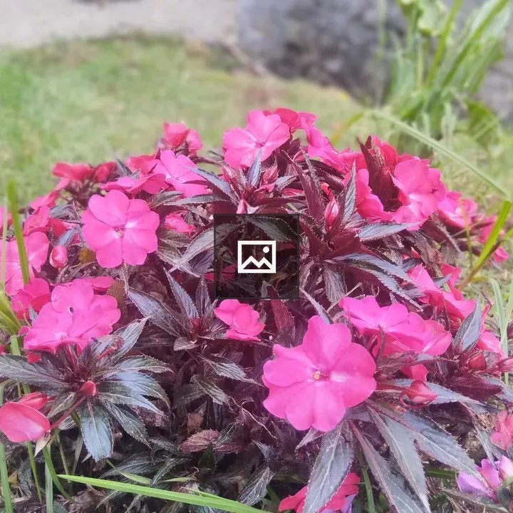 Bright pink flowers in garden