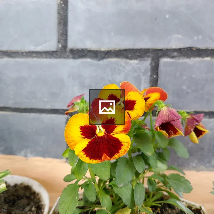 Pansy Flowers Close-Up