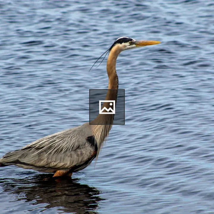 Great Blue Heron in Lake