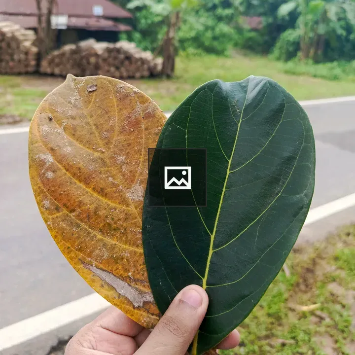 Hand Holding Leaves