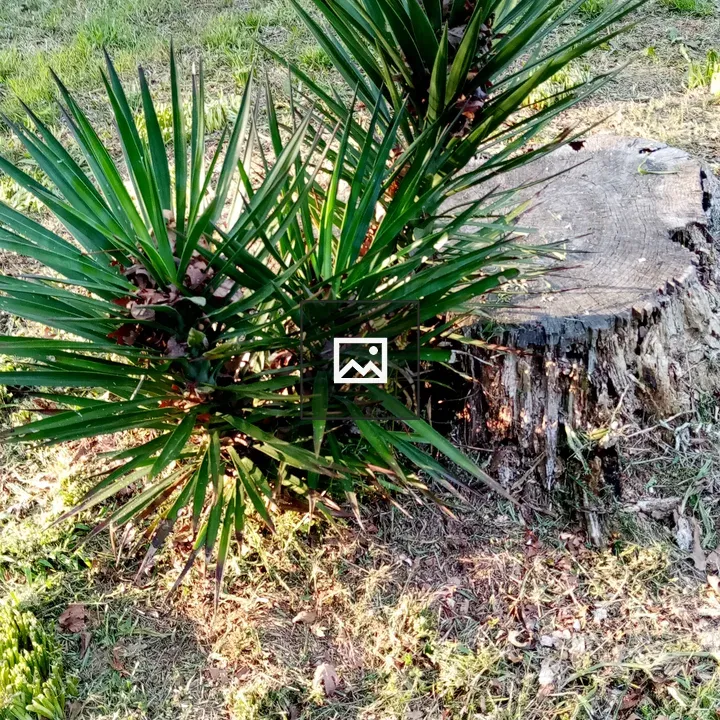Green plant beside stump