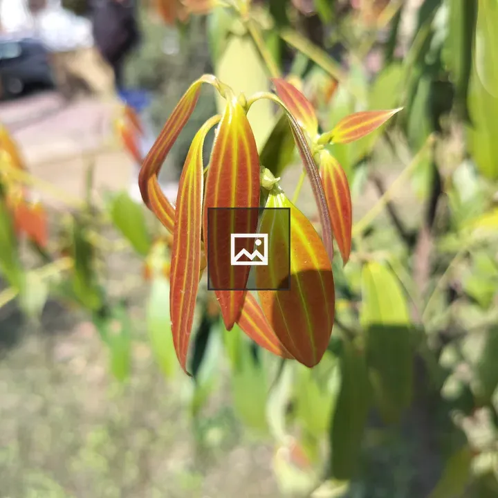 Potted cinnamon tree