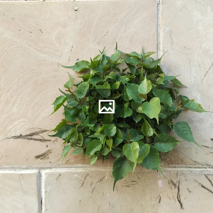 Peepal growing in wall
