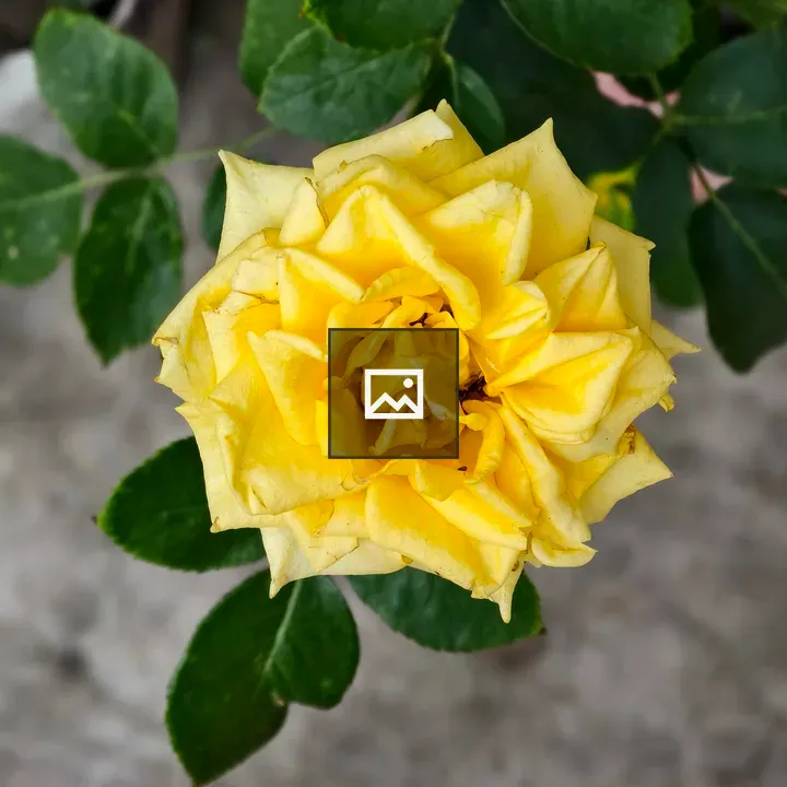 Yellow rose bloom