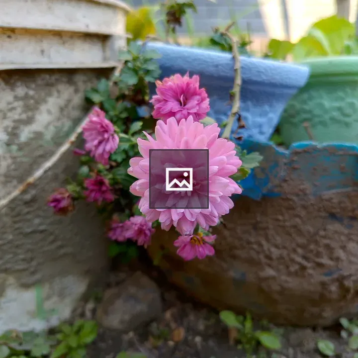Pink Flowers by Planting Container