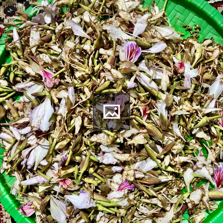Koiralo plant flower petals