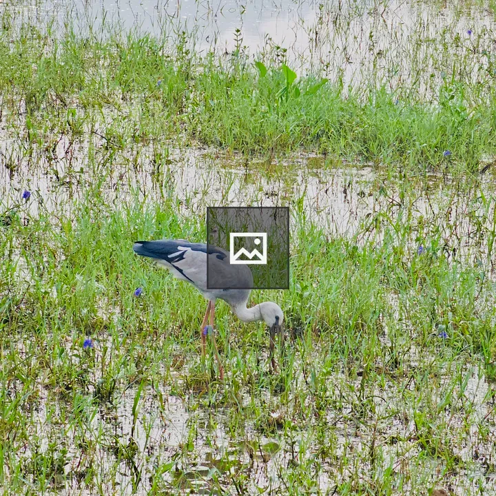 Asian Openbill in Wetland