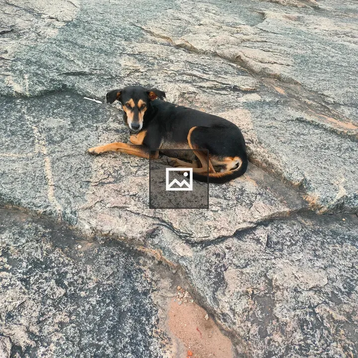 Dog resting on rocks at Lalbagh Rock Garden
