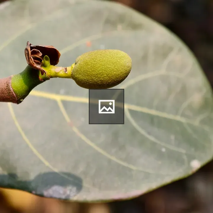 Jackfruit on Branch with Leaf