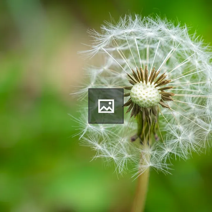 Dandelion in Grass
