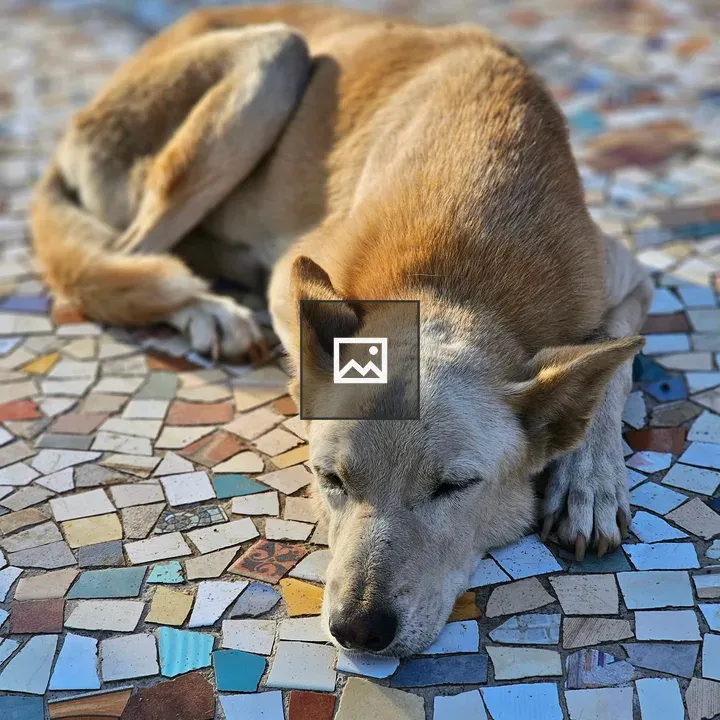 Street dog sleeping in sunlight