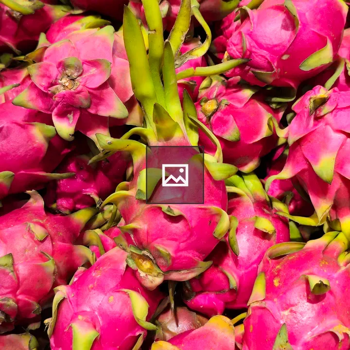 Bright pink dragon fruits
