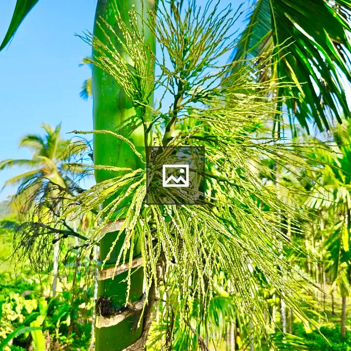 Areca palm fruit portrait