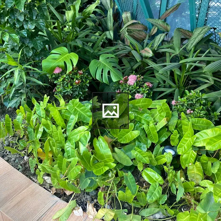 Garden with tropical foliage