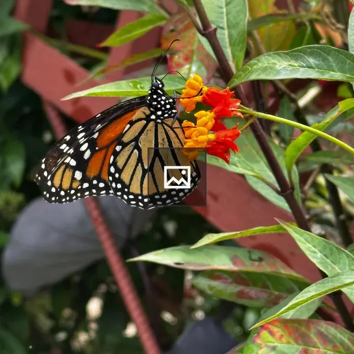 Monarch butterfly on flowers