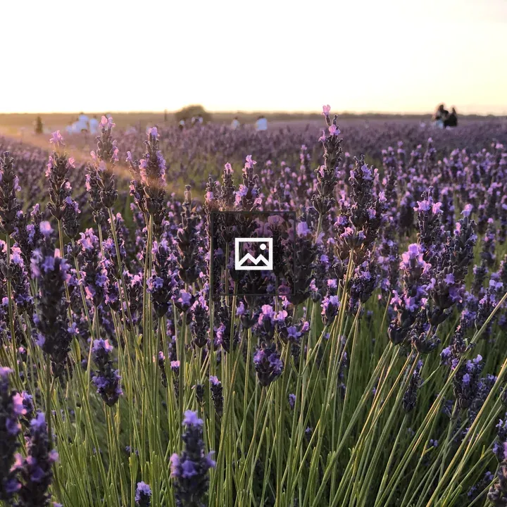 Lavender fields in Brihuega