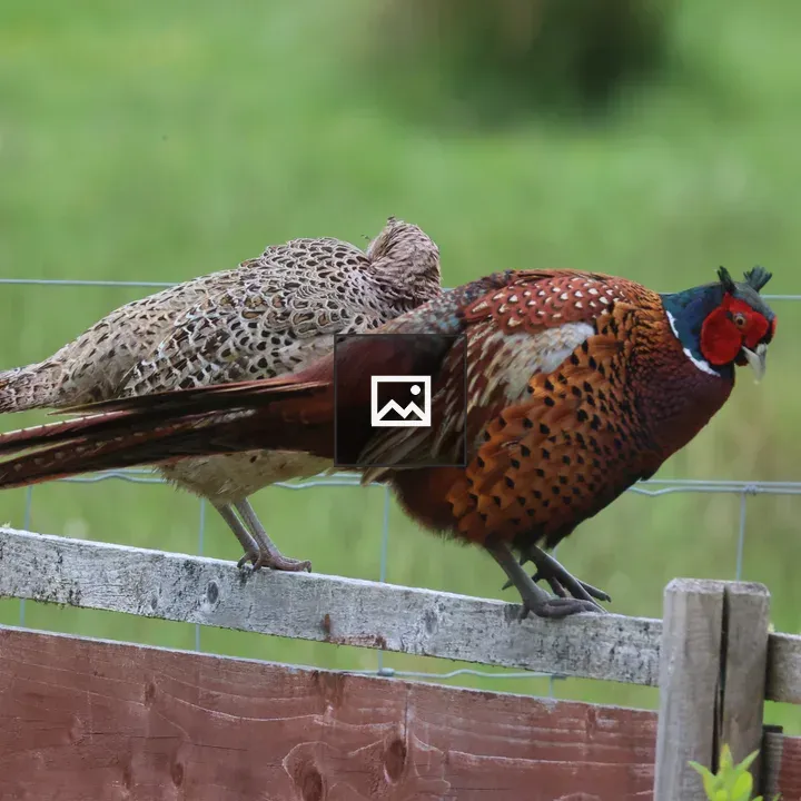 Pheasants on Wooden Fence