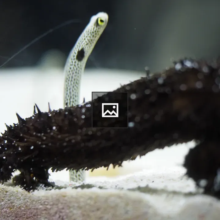 Striped moray eel with yellow eye