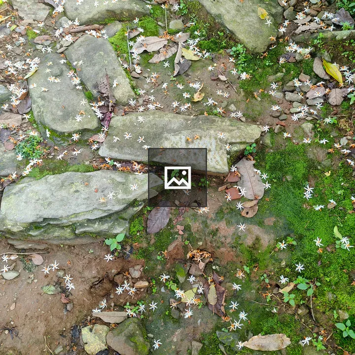 Natural stone path among white flowers