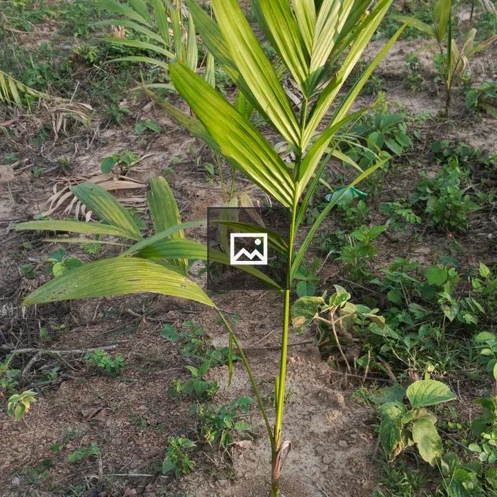 Lone Palm in Summer Breeze