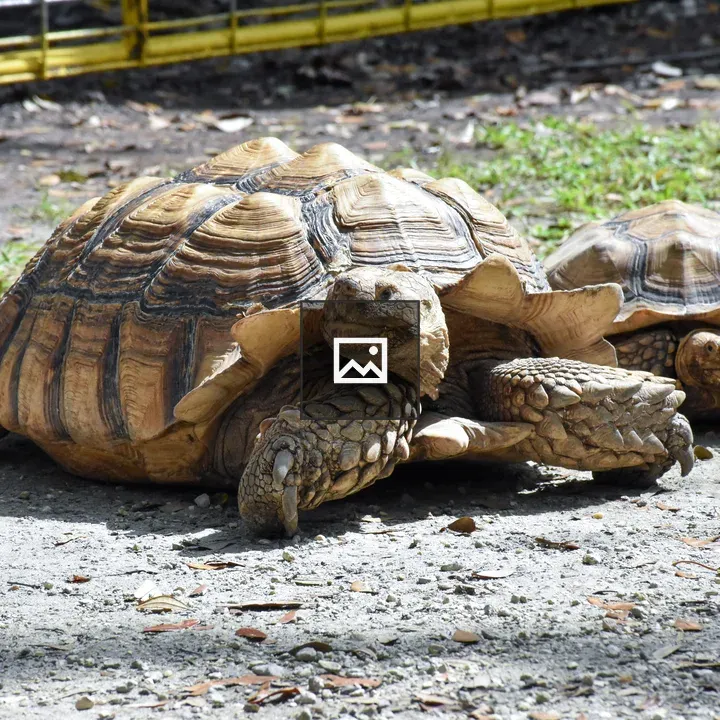 Two Galapagos tortoises