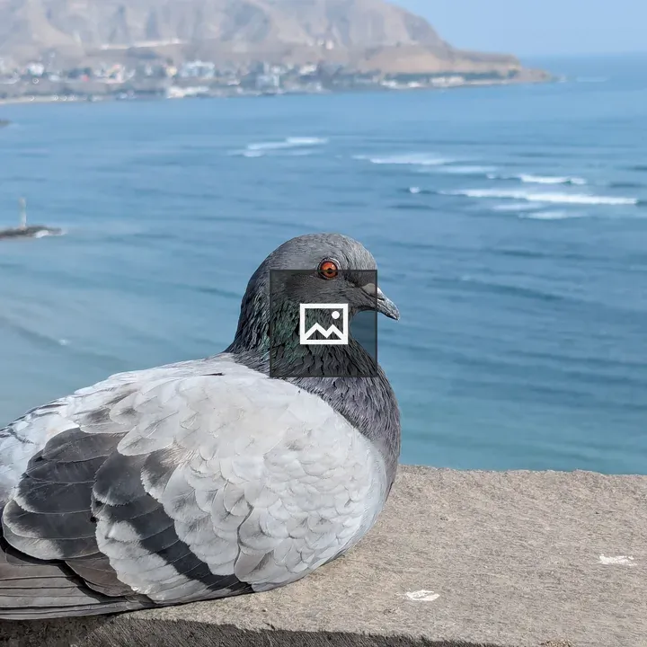 Pigeon close-up with teal neck patch
