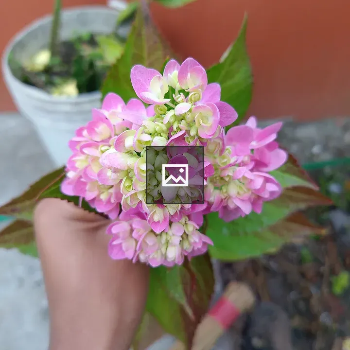 Hydrangea Handful Portrait