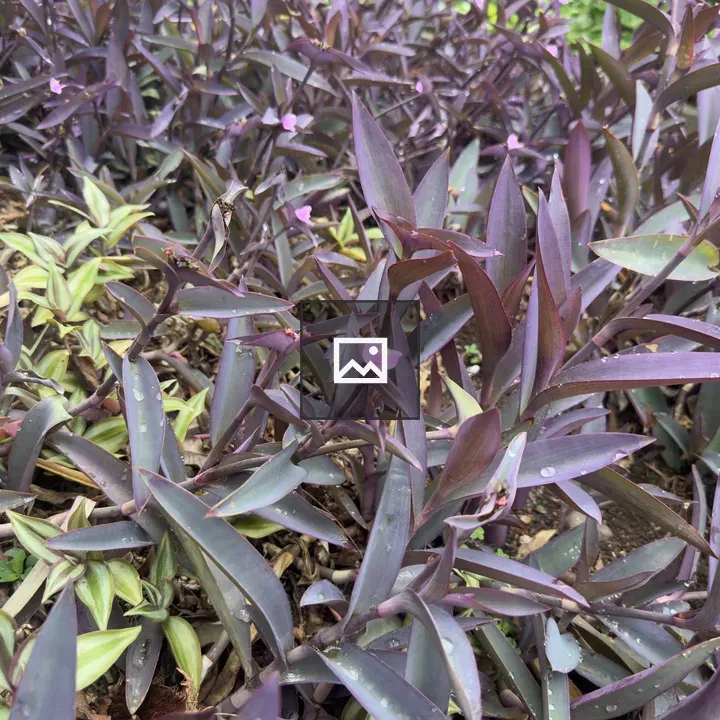 Purple-leaf groundcover plants