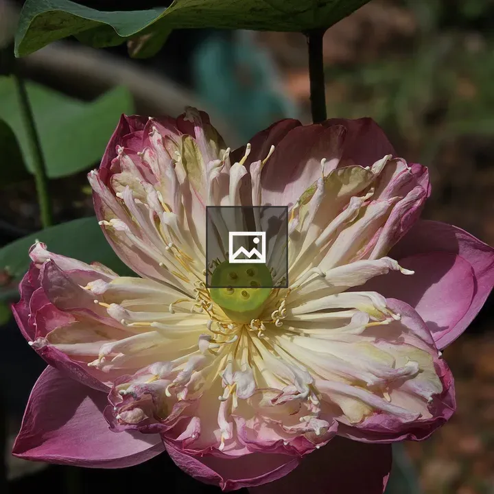 Pink lotus bloom