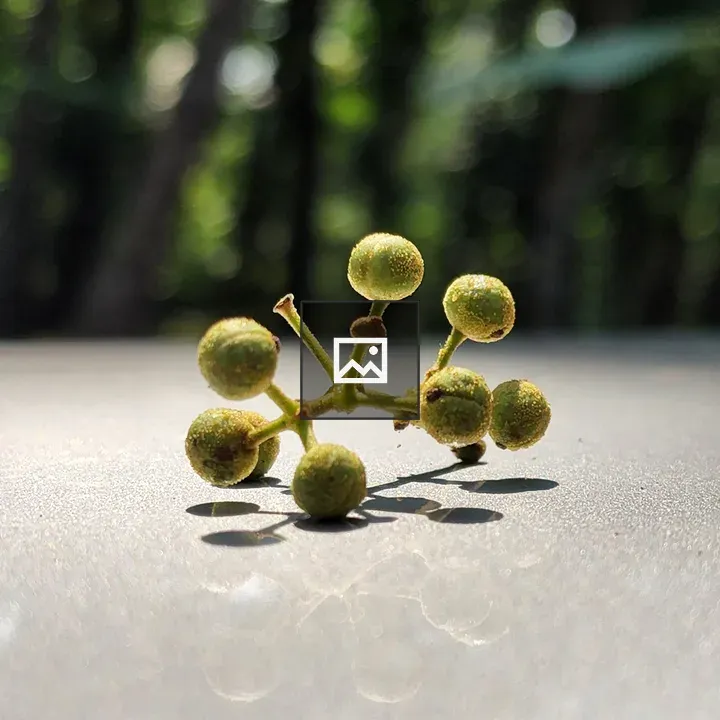 Fallen seeds on sunlight