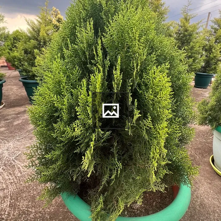 Lush green potted plant
