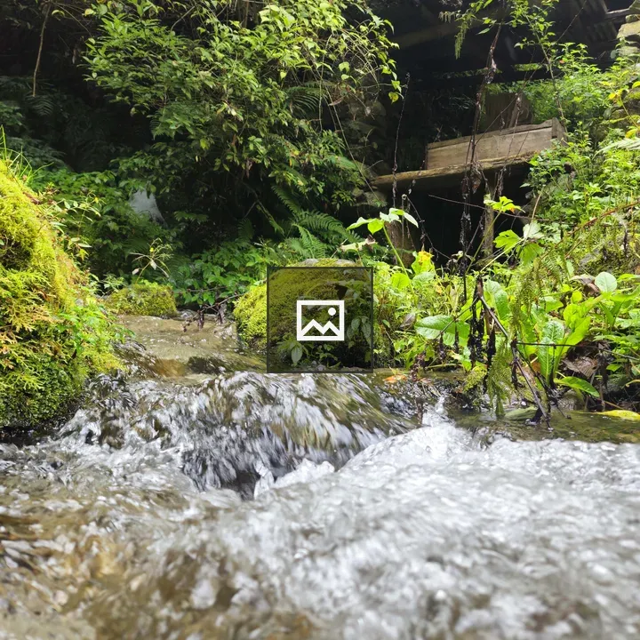 Close-up Stream with Greenery