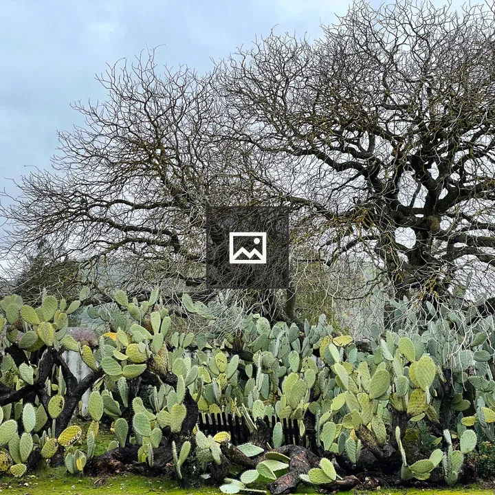 Cactus at Sonoma State Historic Park
