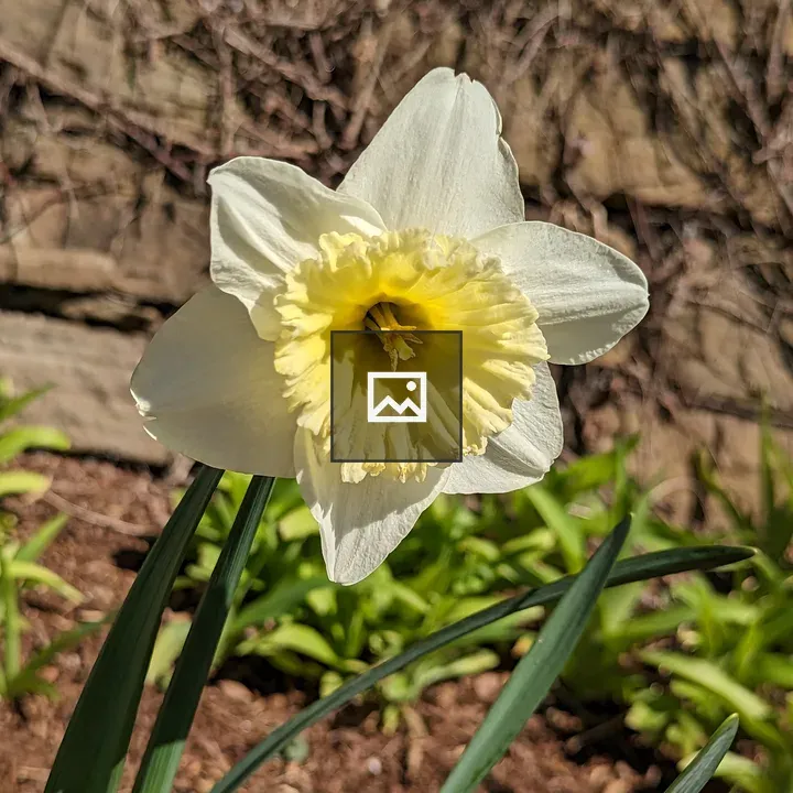 Daffodil close-up