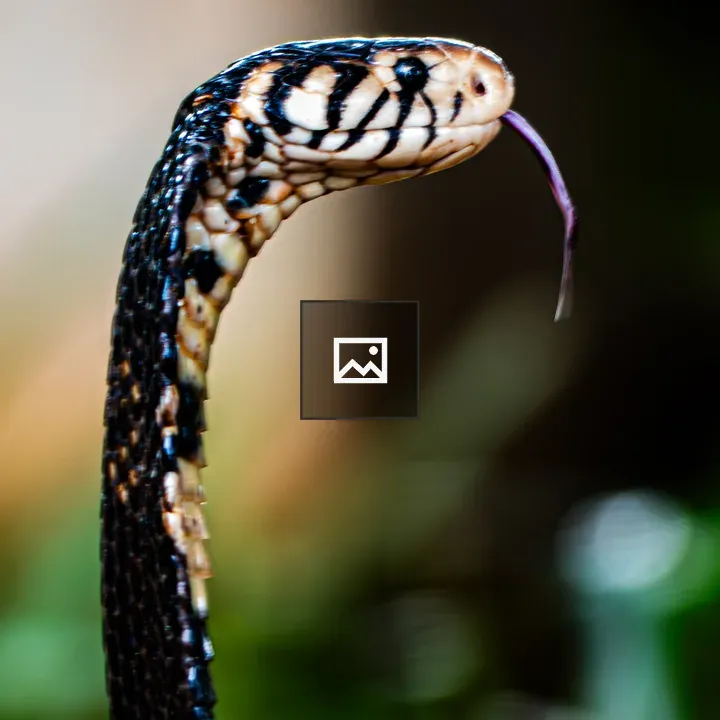 Forest Cobra Profile